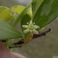Gymnosporia emarginata (Willd.) Thwaites